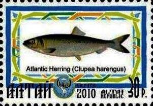 Atlantic Herring