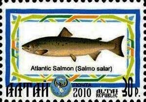 Stamp, Atlantic Salmon, Cinderellas,  , Animals (Fauna), Fishes