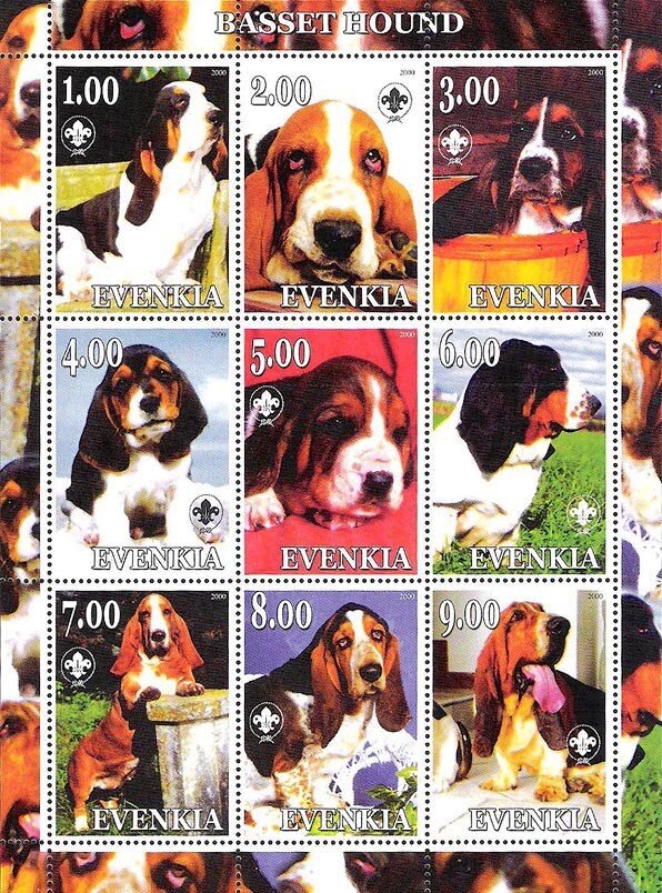 Basset Hound