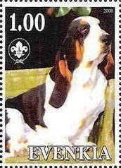 Basset Hound