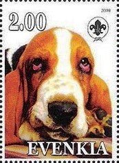 Basset Hound
