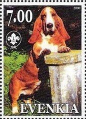 Basset Hound