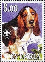 Basset Hound