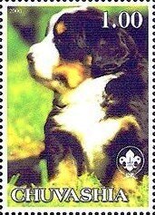 Bernese Mountain Dog