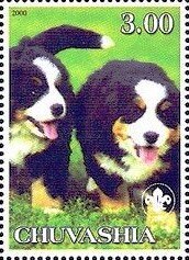 Bernese Mountain Dog