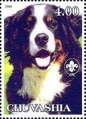 Bernese Mountain Dog