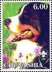 Bernese Mountain Dog