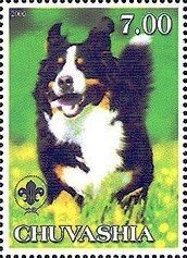 Bernese Mountain Dog