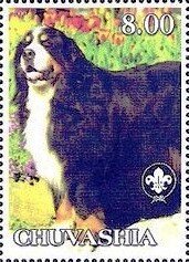 Bernese Mountain Dog