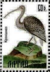 Bird
