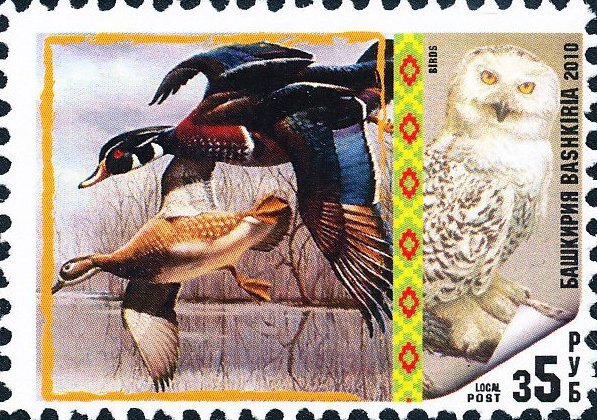 Birds