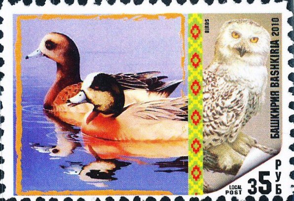 Birds
