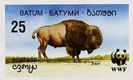 Bison