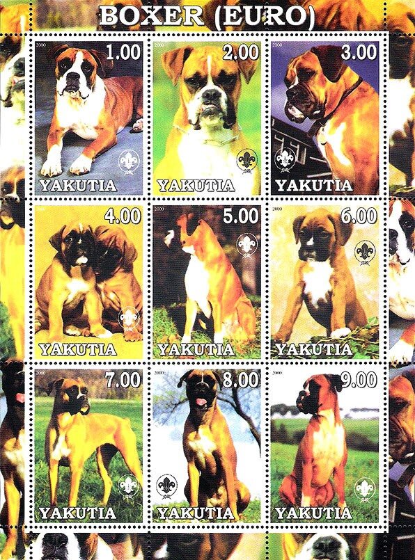 Boxer