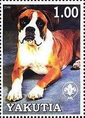 Boxer
