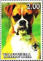 Boxer