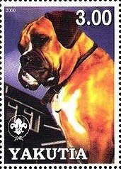 Boxer