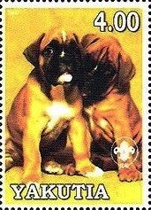 Boxer
