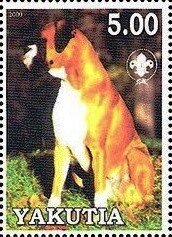 Boxer