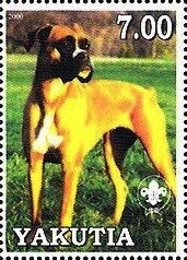 Boxer