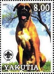 Boxer