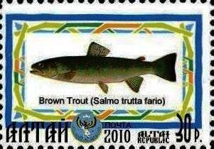 Brown Trout