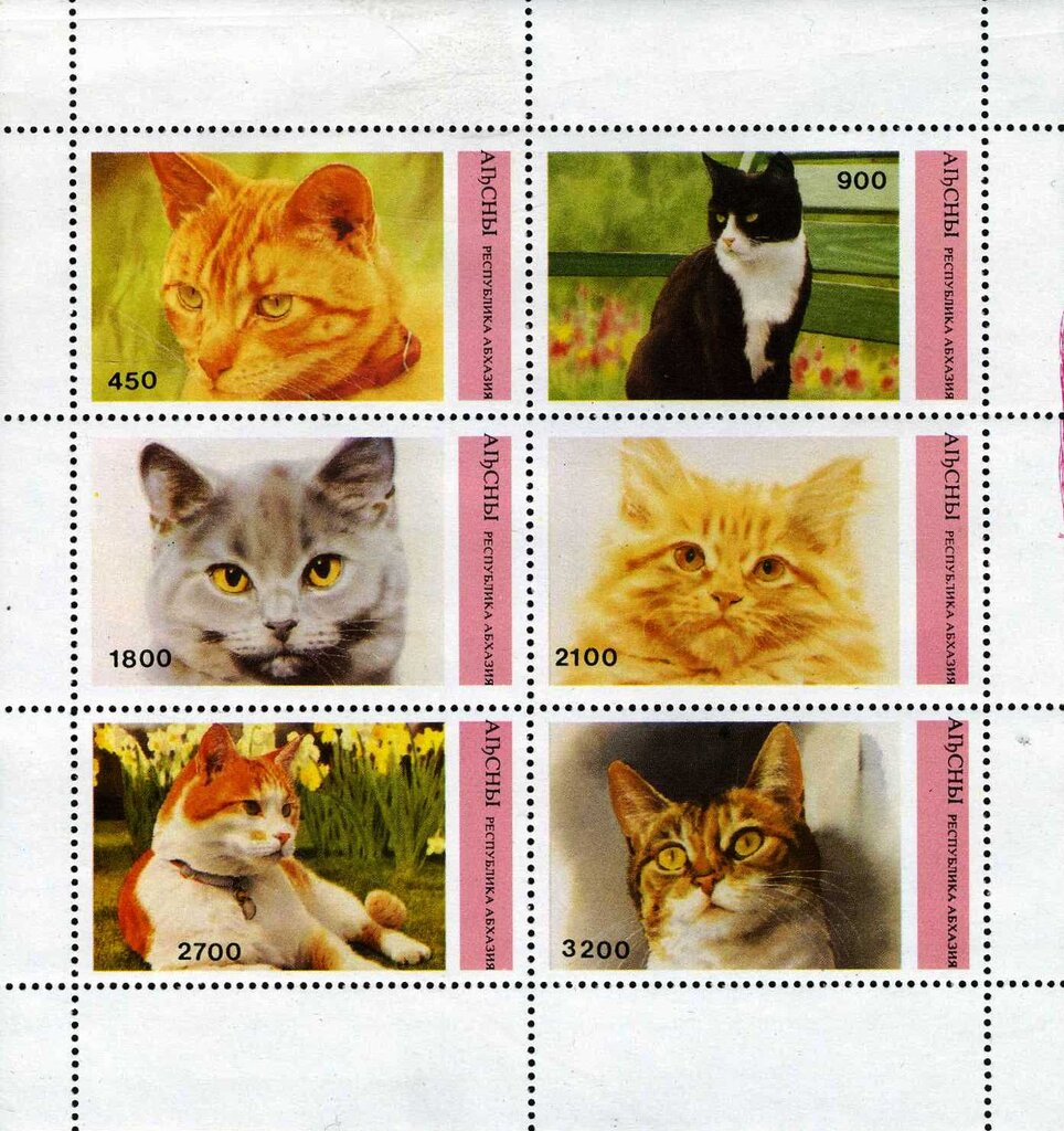 Cats