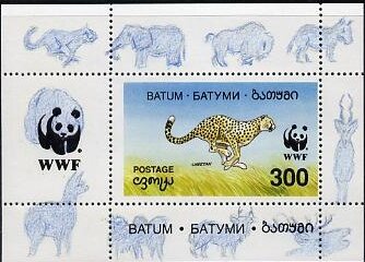 Cheetah