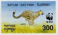 Cheetah