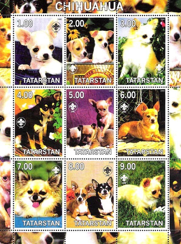 Chihuahua