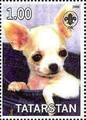 Stamp, Chihuahua, Cinderellas,  , Animals (Fauna), Dogs