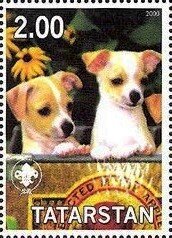 Chihuahua