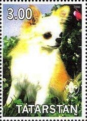 Stamp, Chihuahua, Cinderellas,  , Animals (Fauna), Dogs