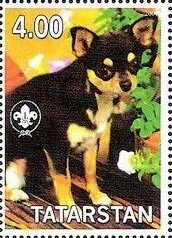 Chihuahua