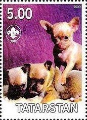 Chihuahua