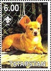 Chihuahua