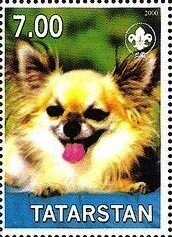Stamp, Chihuahua, Cinderellas,  , Animals (Fauna), Dogs