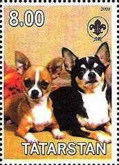 Chihuahua