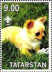 Chihuahua