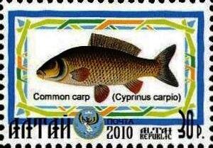 Common Carp