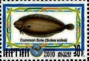 Common Sole