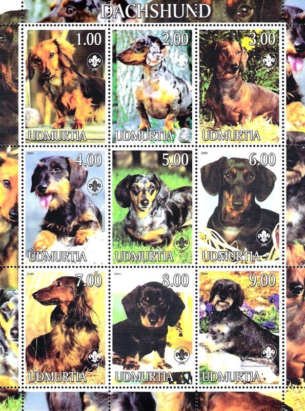 Dachshund