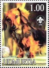 Dachshund
