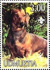Dachshund
