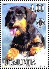 Dachshund