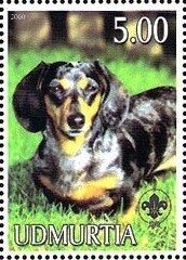 Dachshund