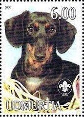 Dachshund