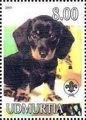 Dachshund