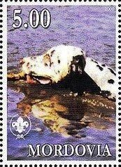 Dalmatian