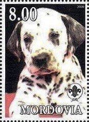 Dalmatian